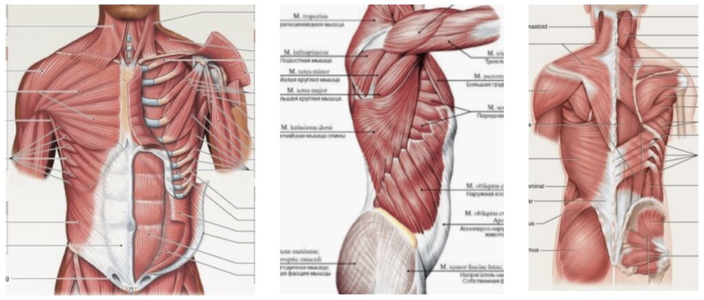 As you can see in the images below, the vast majority of our mid-section muscle fibers are arranged obliquely— not “vertically”—because the Core Engine is specifically designed to produce, transfer, and manage rotational power; THE CORE IS NOT DESIGNED TO BE STIFF &"STABLE" LIKE A TURTLE'S SHELL!!!