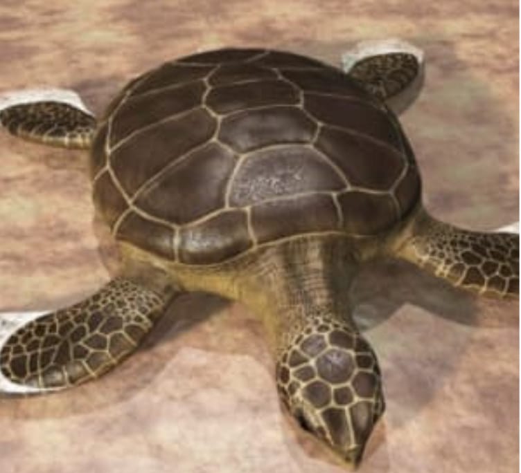 Unlike a turtle’s shell, the human “core” is uniquely engineered to dynamically produce torque—a.k.a. rotational power—so you can move effectively in your 3-Dimensional world and activities